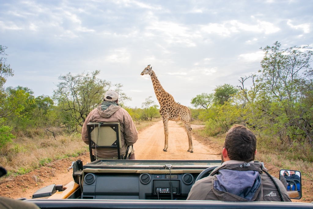 A giraffe standing in the middle of the dirt road 