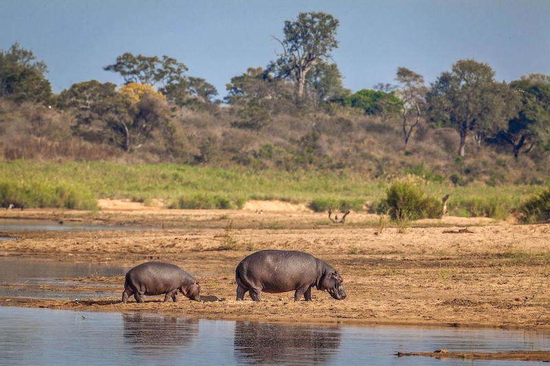 Hippo and her calve navigation the terrains