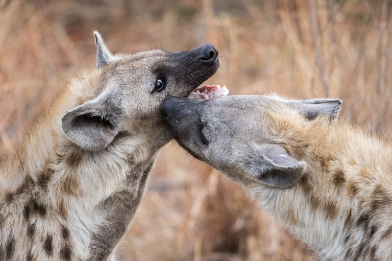 Hyenas playing together and being affectionate