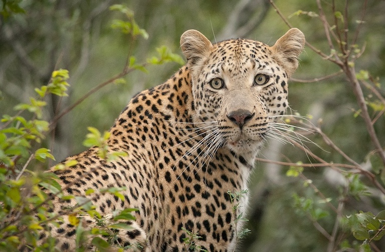 Sighting of a leopard