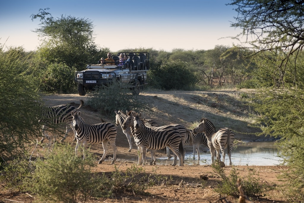 Sighting of a herd of zebras during a game drive in Madikwe