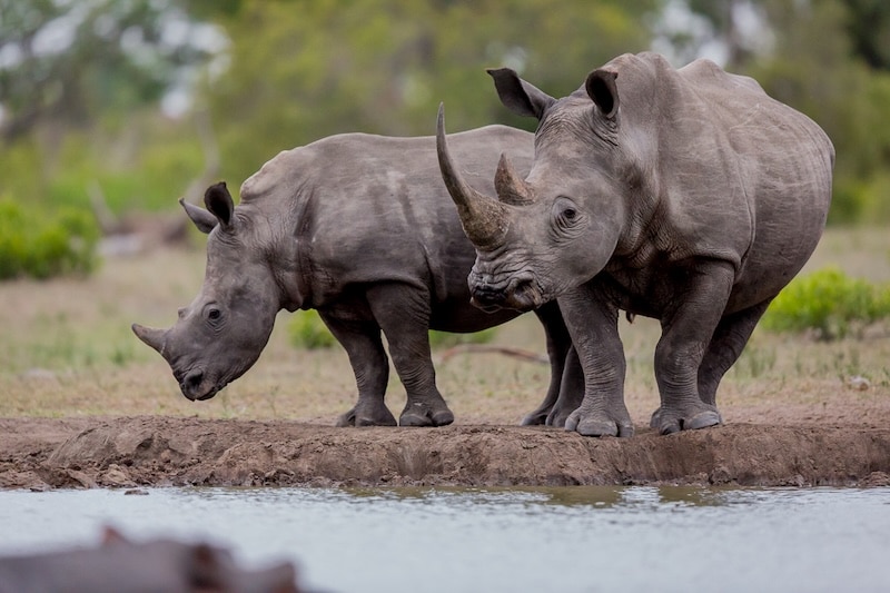 Rhino standing next to a waterhole