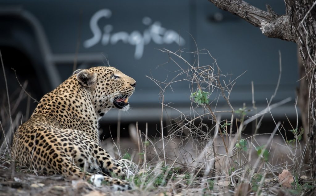 Leopard sighting in Singita Private Game Reserve