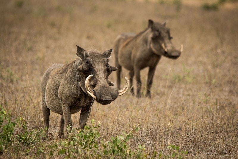 Warthog in the field