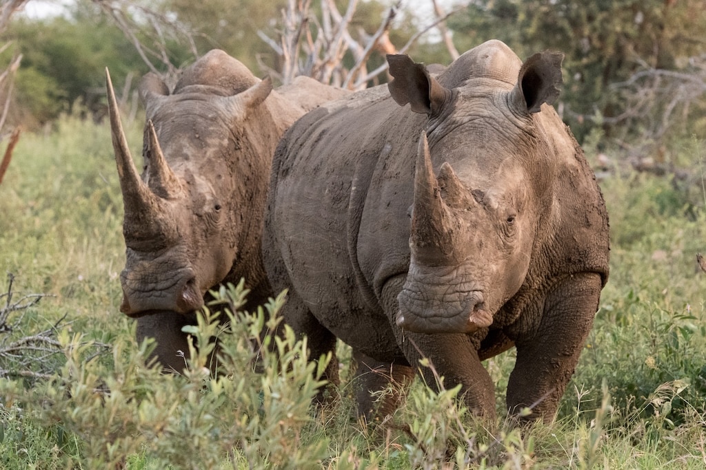 White Rhino in Madikwe Game Reserve
