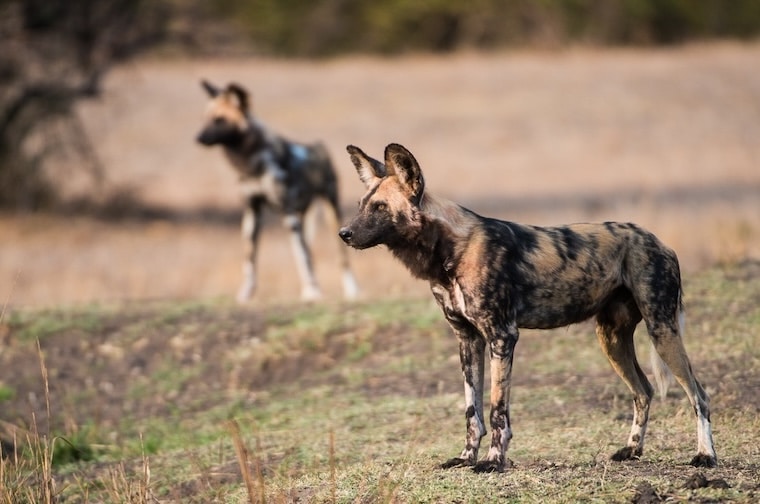 African Wild Dog looking into the distance