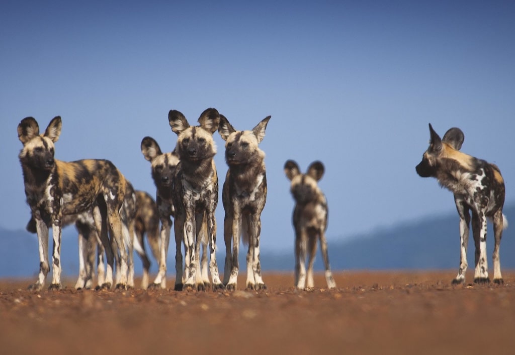 A pack of wild dogs in Madikwe Game Reserve