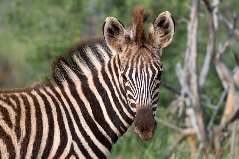 Close up of a solo zebra